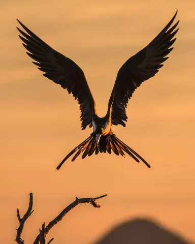 Bird taking flight
